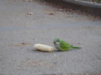 auf dem Plaza de Espana in Madrid