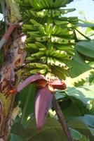 Bananicultura in Ponta do Sol