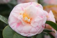 Kamelienblüte in Blandy's Garten 