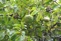 Zuckerapfelbaum am Wegesrand