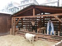 Obernai Weihnachtskrippe