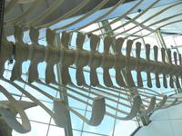 Ozeaneum 1