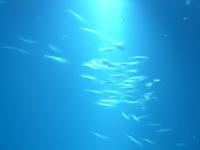 Ozeaneum 3