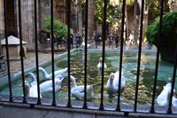 Gänse im Kreuzgang der Kathedrale