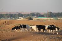 Dubai - Wüstensafari