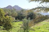 Ausflug zur Ostküste - Hajar Gebirge