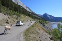 Rocky Mountain Sheeps am Medicine Lake