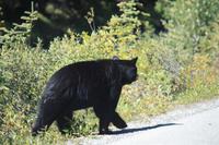 Schwarzbären die 2.