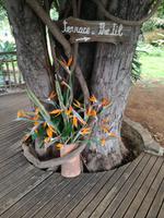 Orchideengarten