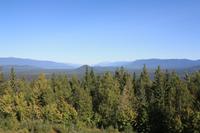 Fotostopp Green Mountain - Wald soweit das Auge reicht!