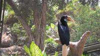 021 Vogelpark Taman - Hornschnabelvogel