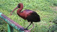 024 Vogelpark Taman 2