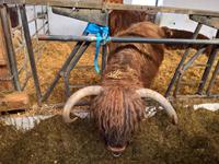 Die Tiere sind sehr entspannt auf ihrem Gnadenhof.