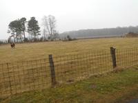  Pferdekoppel in der Heide