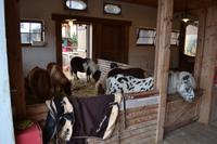 Weihnachtsbesuch auf Gut Aiderbichl