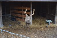 Weihnachtsbesuch auf Gut Aiderbichl