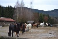 Weihnachtsbesuch auf Gut Aiderbichl