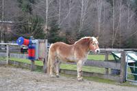 Weihnachtsbesuch auf Gut Aiderbichl