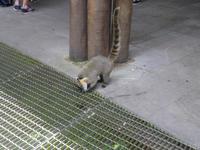 Nationalpark Iguaçu (30)