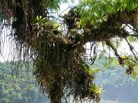 Nationalpark Iguazú (50)