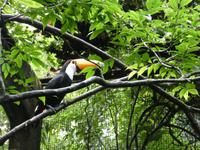 Parque das aves in Foz do Iguaçu  (9)