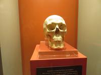 Schädel einer Bewohnerin
