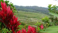 128 Sulawesi - Landschaft bei Batutumongo