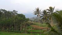 175 Java, Landschaft im Osten