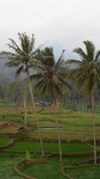 176 Landschadt Ostjava