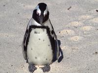 Boulders Beach - Pinguine