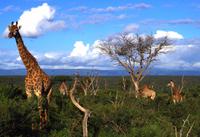 Mhkaya Reservat - Giraffen