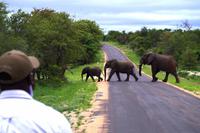 Pirschfahrt im Timbavati - Elefanten