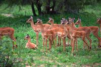 Pirschfahrt im Timbavati - Impalas