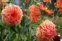 Butchart Gardens