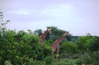 Pirschfahrt im Timbavati - Giraffen