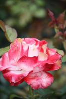 Rose namens Nicole, 1985, Deutschland - eine Rose nur für Reisebegleiterin Nicole