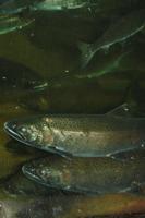 Fish Hatchery (Lachszucht)