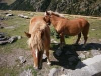 Schöne Pferde in den Bergen
