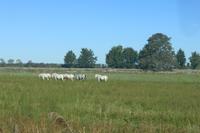 Weiße Pferde der Camargue