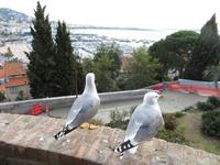 166-Die Möwen geniessen die Aussicht