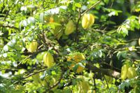 Grenada - Inselrundfahrt