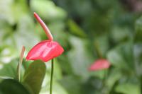 Grenada - Etang N.P.