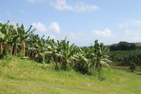 Martinique - Inselrundfahrt - Bananenplantage