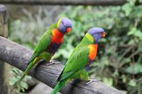 Guadeloupe - Parc National de la Guadeloupe