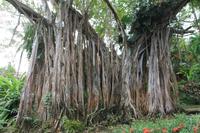 Guadeloupe - Parc National de la Guadeloupe