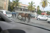 St.Maarten - Ausflug zu Pinel Island