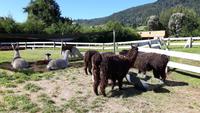 18_Puerto Montt; Ausflug Rosales NP, Frutillar, Osorno (15)