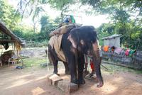 Elefantenritt in Sigirya