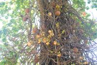 Kanonenkugelbaum