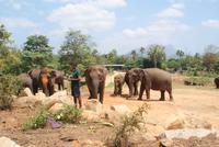 Im Elefantenwaisenhaus von Pinnawala